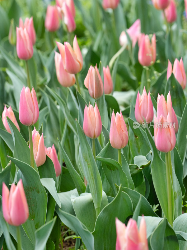 春天郁金香花朵特写