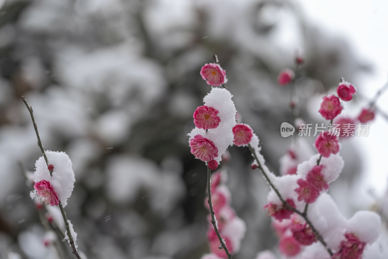 春天公园里雪中盛开的梅花