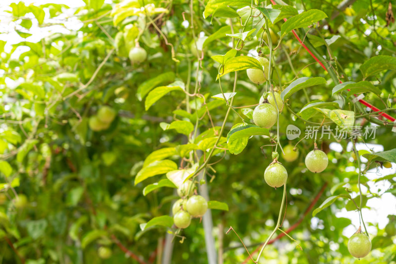 黄金百香果种植园户外生态种植