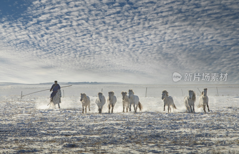 草原牧民策马奔腾，群马在雪地中飞驰