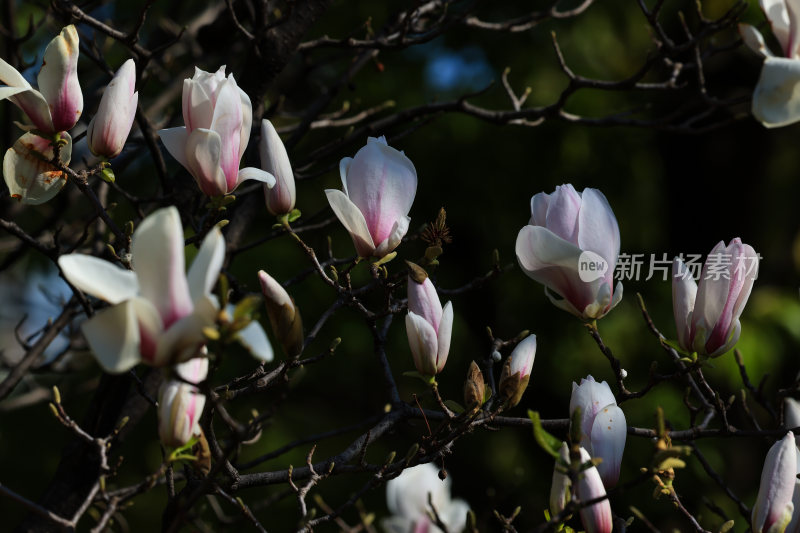 春暖花开春意浓