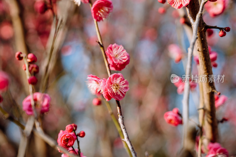 西溪湿地盛开的梅花