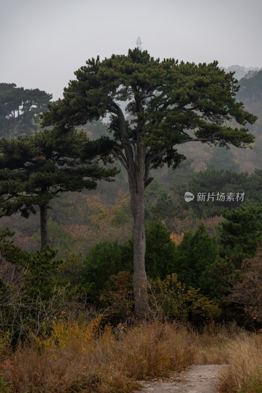 山林间高大松树风景