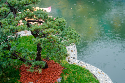 上海城隍庙雨中的景观松