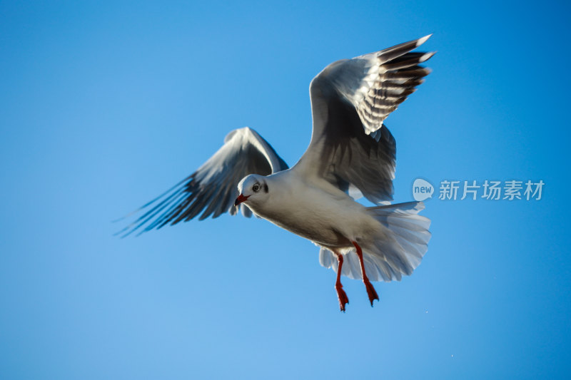 展翅飞翔的海鸥