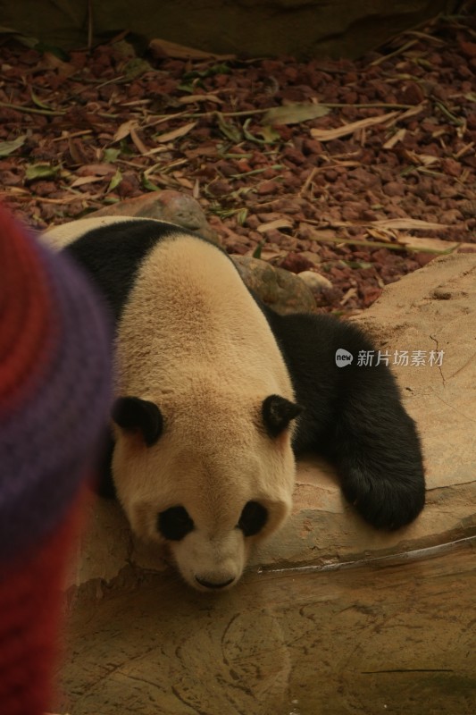 熊猫憨态可掬的背影