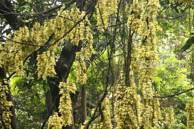 广东东莞：禾雀花