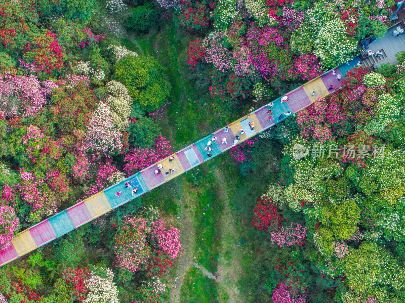 贵州百里杜鹃山间盛开的烂漫杜鹃花