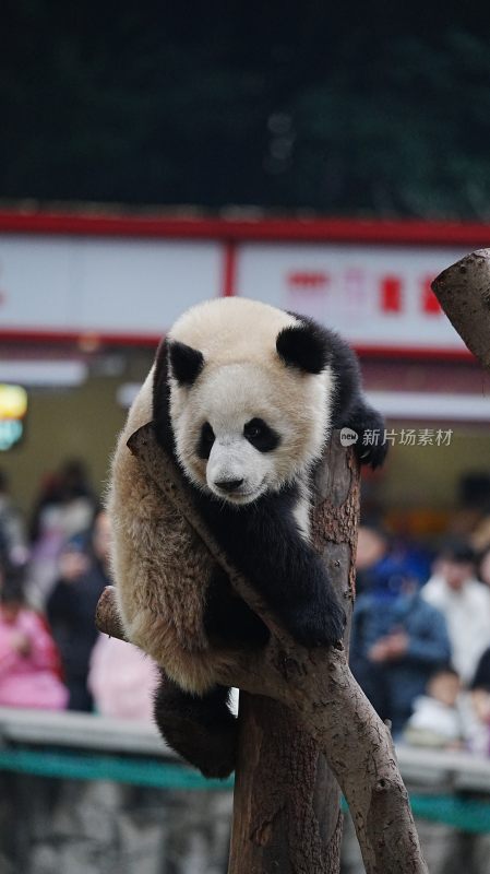 爬树的大熊猫