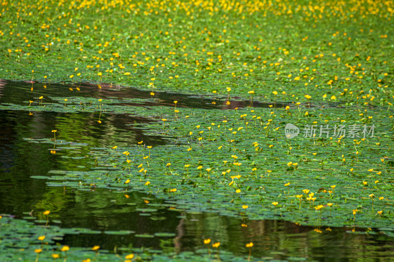 琵琶湖荇菜