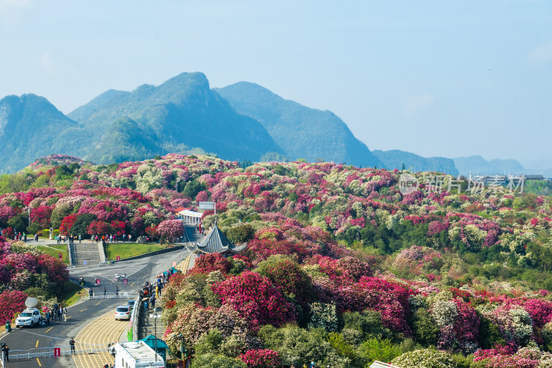 贵州百里杜鹃