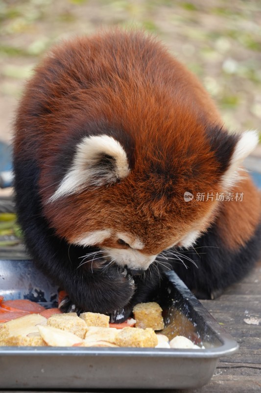 小熊猫进食特写