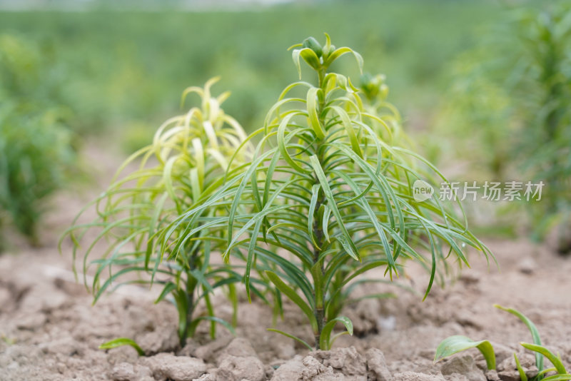 百合户外高山种植甘肃高海拔