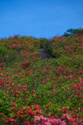 长沙市浏阳大围山杜鹃花海风光