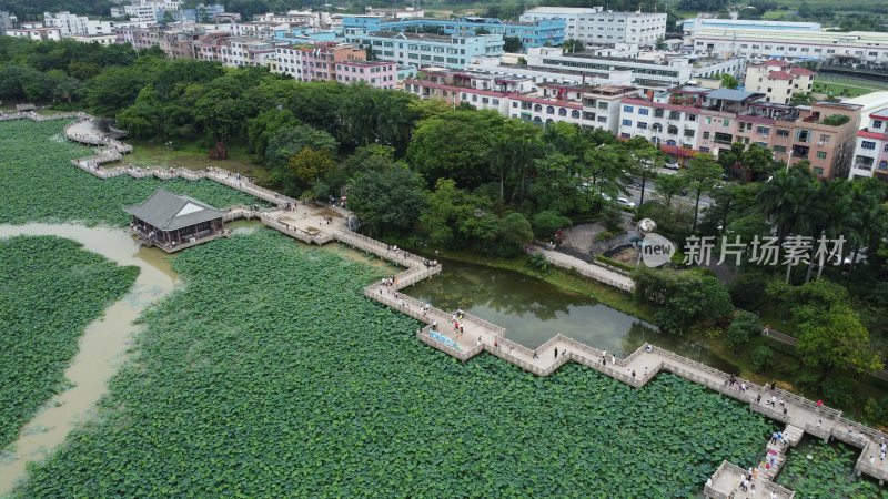 广东东莞：游客前来莲湖观赏荷花