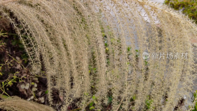 枯萎芦苇植物实拍