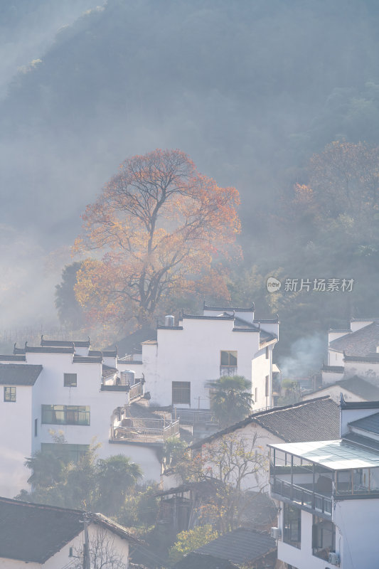 江西上饶婺源石城红枫网红景点日出晨雾