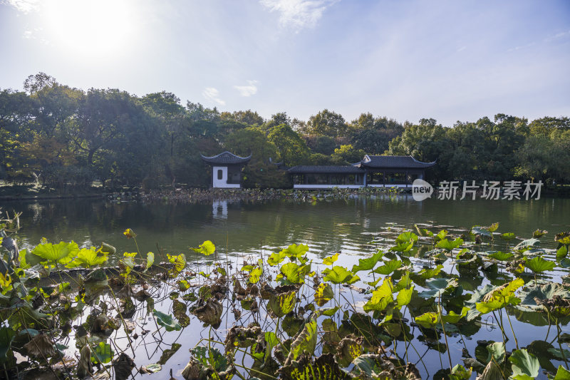 杭州西湖风景区曲院风荷风景