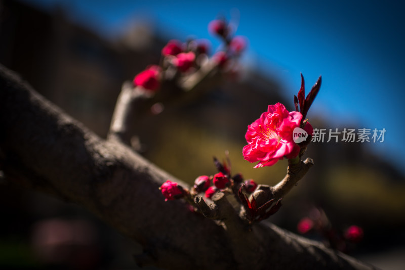 枝头绽放的娇艳红色花朵