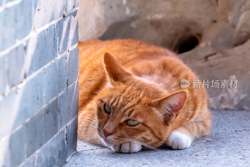 镜头中的橘猫特写