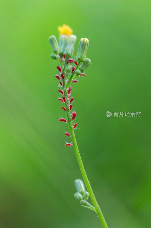 棉红蝽微距生态摄影