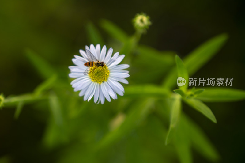 高清夏日花朵盛开蜜蜂采蜜授粉