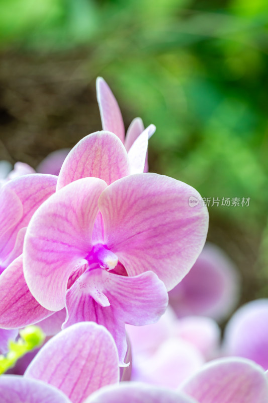 上海辰山植物园兰花微距特写