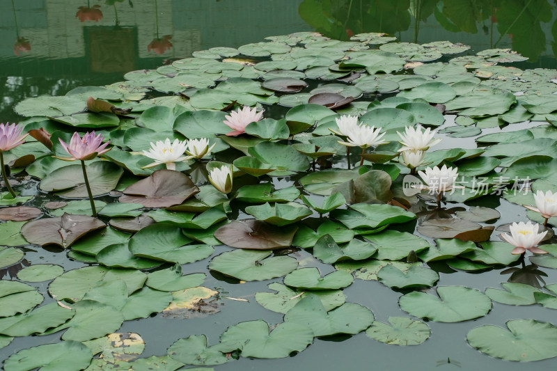 北京国家植物园睡莲