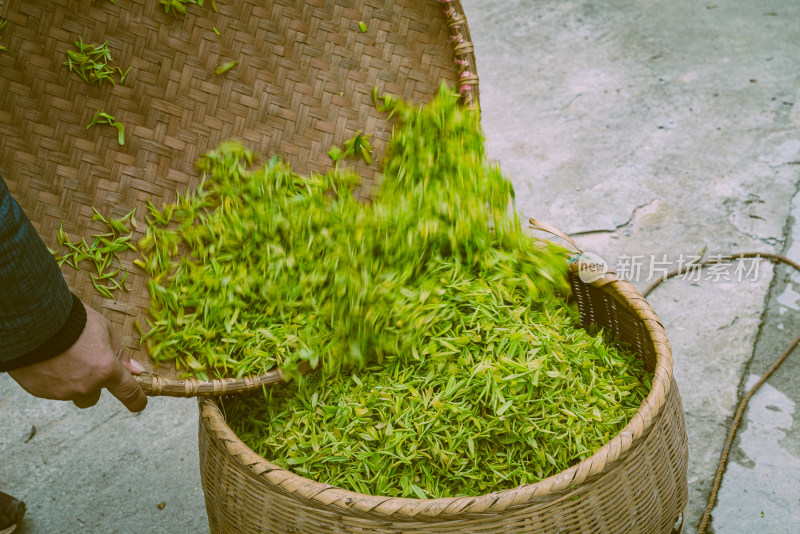 特写新鲜茶叶素材