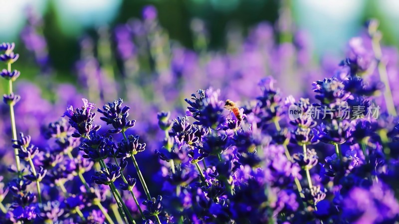 法国薰衣草和小蜜蜂