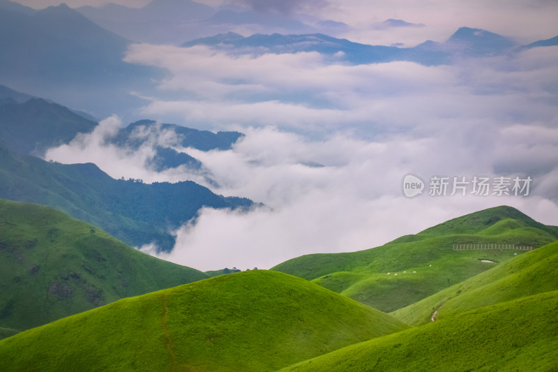 夏天江西武功山的高山草甸