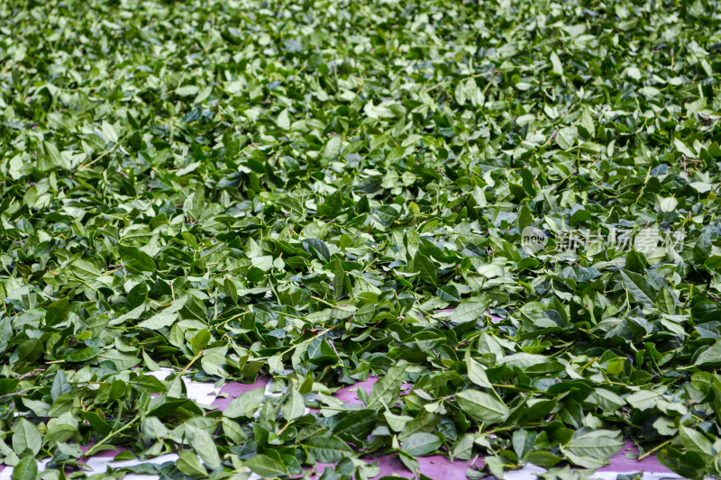 茂密的绿色茶叶植物生机盎然