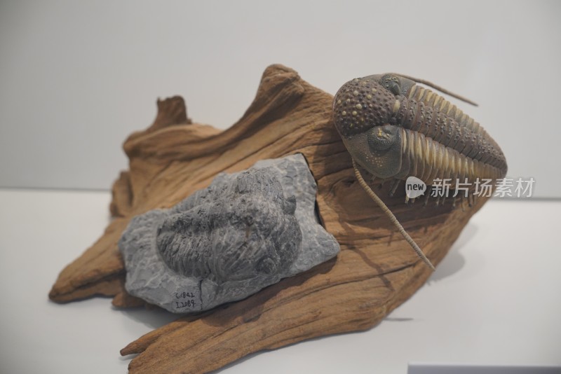 泥盆纪镜眼三叶虫化石标本