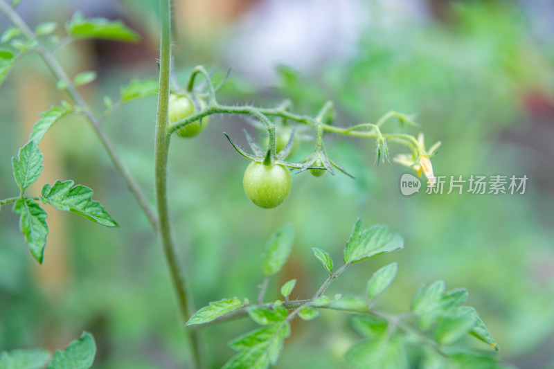 小番茄、番茄树