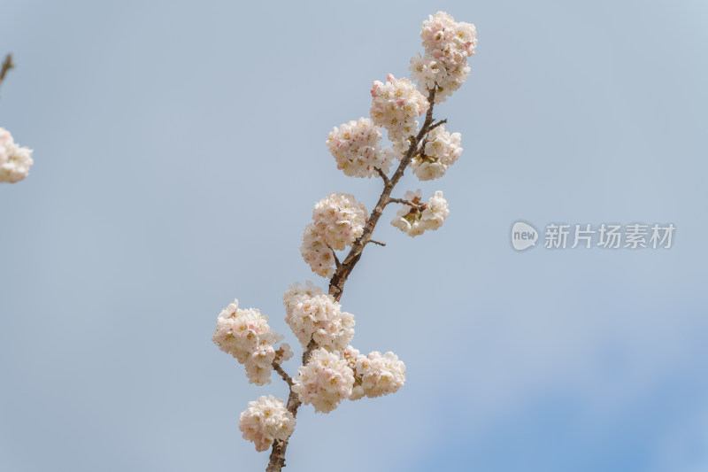 盛开的杏梅花