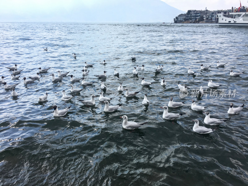 日落时分的大理洱海和海鸥