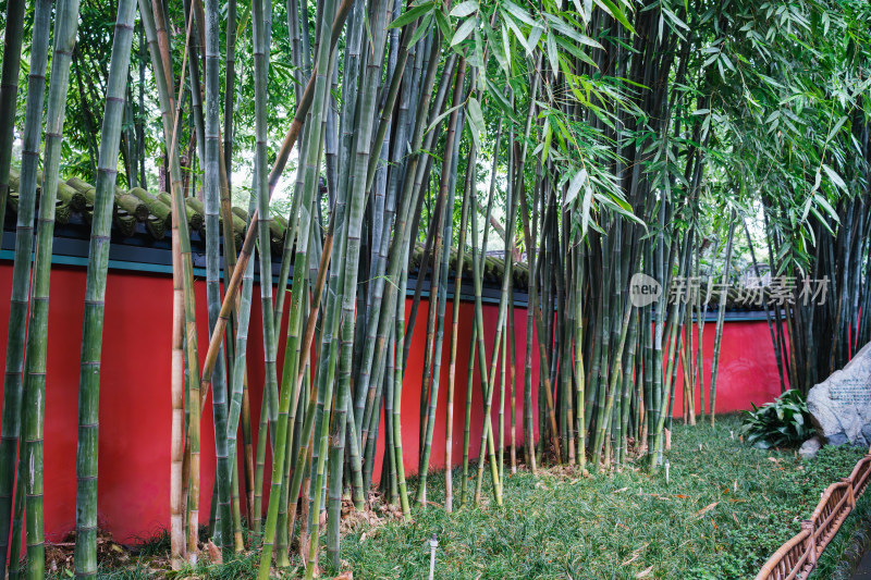 红墙旁生长的竹林