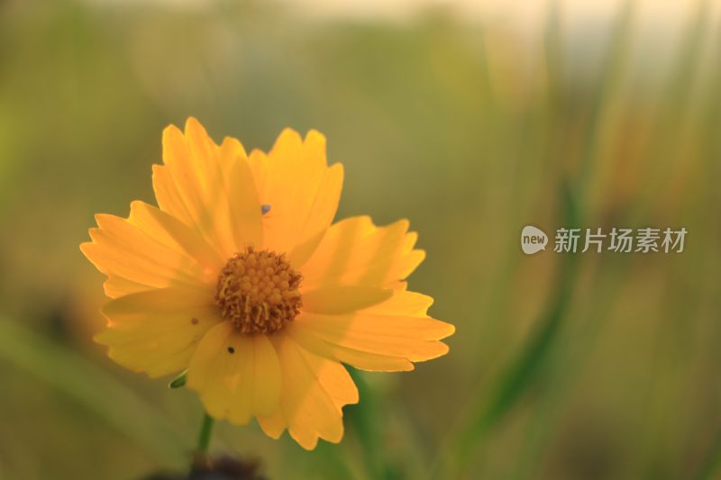 IMG_0170      夏季早晨阳光照射黄色小花