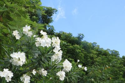 阳光照射下的白色鲜花