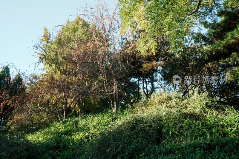 北京地坛公园秋季树林风景