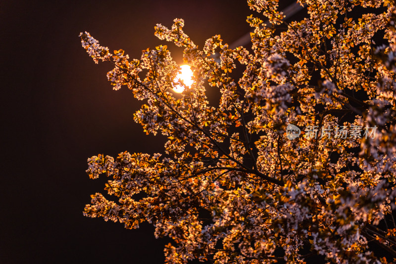 夜晚路灯下的樱花