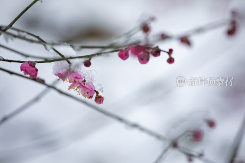 下雪天红梅花盛开