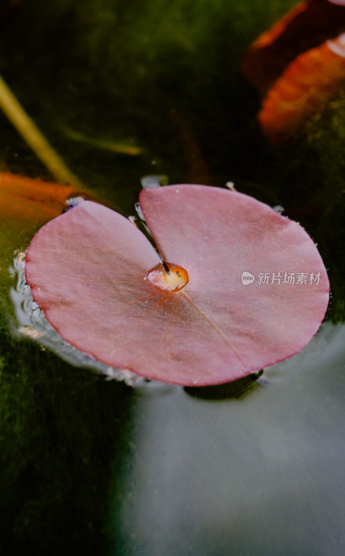 鲜花花朵花卉花树