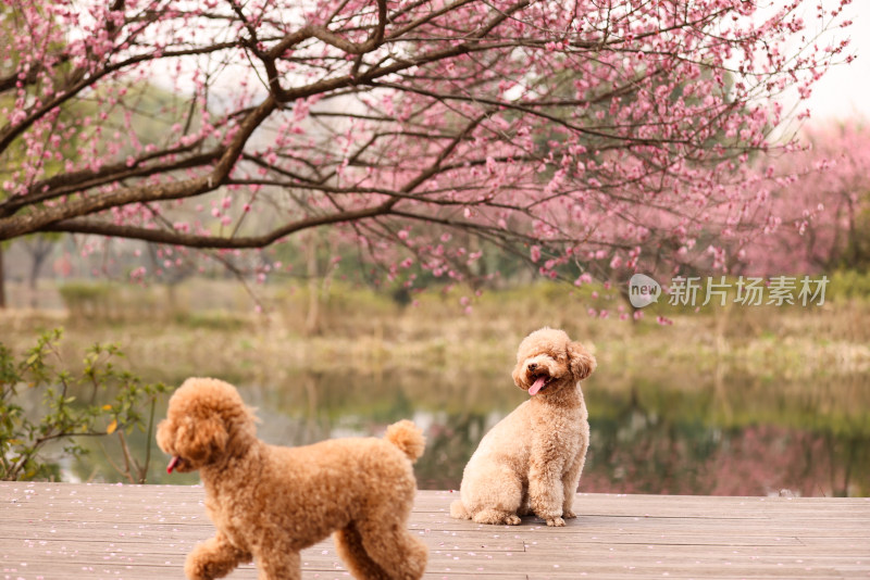 一对梅花树下相伴的泰迪犬