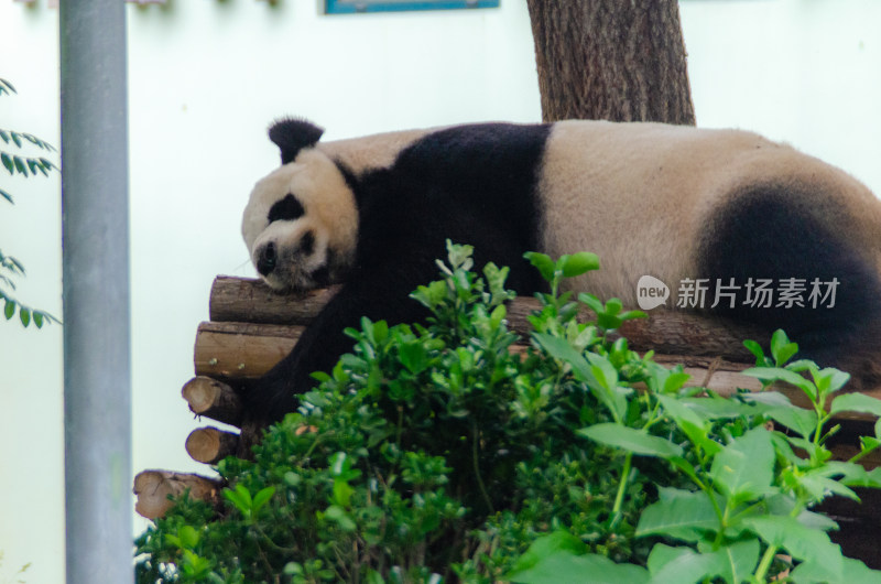 动物园里正在午休的大熊猫