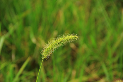 狗尾草背景素材