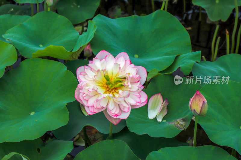 夏日炎炎池塘里盛开荷花随风送来香气