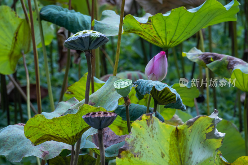 秋季白昼荷花池里盛开的粉色荷花