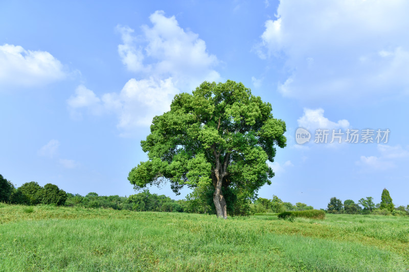 蓝天白云绿树绿草地