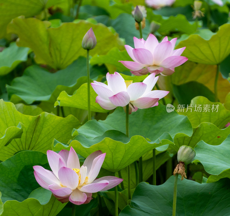 粉色荷花特写镜头